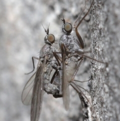 Empididae sp. (family) (Dance fly) at Acton, ACT - 25 Aug 2020 by TimL