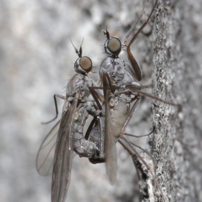 Empididae (family) (Dance fly) at Acton, ACT - 25 Aug 2020 by TimL