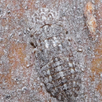 Ledromorpha planirostris (A leafhopper) at Acton, ACT - 25 Aug 2020 by TimL