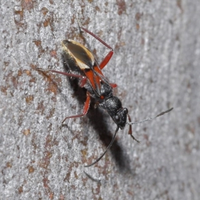 Daerlac cephalotes (Ant Mimicking Seedbug) at ANBG - 25 Aug 2020 by TimL