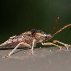 Oechalia schellenbergii at Acton, ACT - 25 Aug 2020 12:57 PM