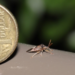 Oechalia schellenbergii at Acton, ACT - 25 Aug 2020 12:57 PM