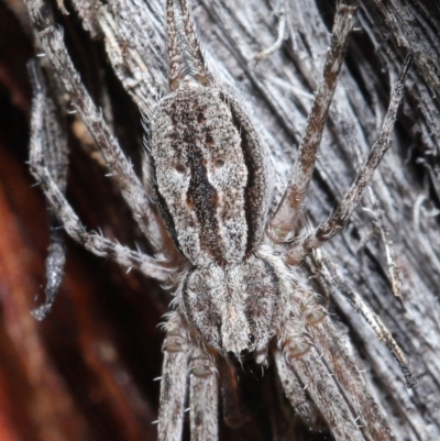 Tamopsis fickerti (Two-tailed spider) at ANBG - 25 Aug 2020 by TimL