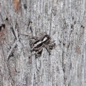 Euophryinae sp. (Mr Stripey) undescribed at Acton, ACT - 25 Aug 2020 11:17 AM