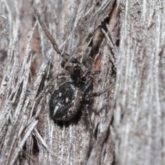 Tharpyna campestrata (Country Crab Spider) at ANBG - 25 Aug 2020 by TimL