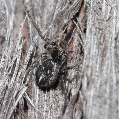 Tharpyna campestrata (Country Crab Spider) at Acton, ACT - 25 Aug 2020 by TimL