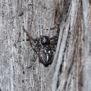 Tharpyna campestrata at Acton, ACT - 25 Aug 2020 11:21 AM