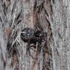 Tharpyna campestrata at Acton, ACT - 25 Aug 2020