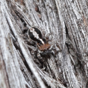 Euophryinae sp. (Mr Stripey) undescribed at Acton, ACT - 25 Aug 2020