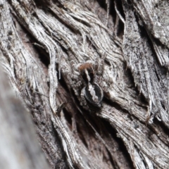 Euophryinae sp. (Mr Stripey) undescribed at Acton, ACT - 25 Aug 2020