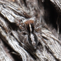 Euophryinae sp. (Mr Stripey) undescribed at Acton, ACT - 25 Aug 2020 11:26 AM