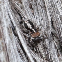 Euophryinae sp. (Mr Stripey) undescribed at Acton, ACT - 25 Aug 2020 11:26 AM