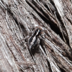 Euophryinae sp. (Mr Stripey) undescribed (Mr Stripey) at Acton, ACT - 25 Aug 2020 by TimL