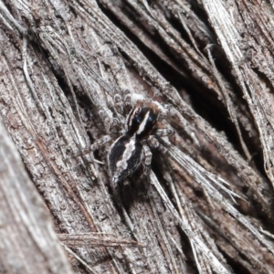 Euophryinae sp. (Mr Stripey) undescribed at Acton, ACT - 25 Aug 2020 11:31 AM