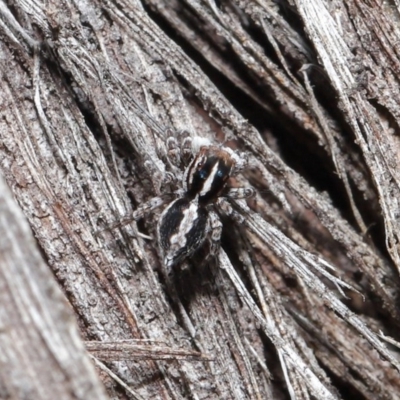 Euophryinae sp. (Mr Stripey) undescribed (Mr Stripey) at ANBG - 25 Aug 2020 by TimL