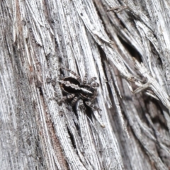 Euophryinae sp. (Mr Stripey) undescribed at Acton, ACT - 25 Aug 2020