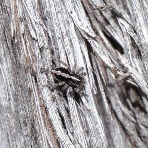 Euophryinae sp. (Mr Stripey) undescribed at Acton, ACT - 25 Aug 2020 11:31 AM