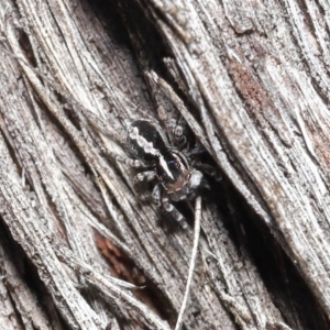 Euophryinae sp. (Mr Stripey) undescribed at Acton, ACT - 25 Aug 2020 11:31 AM