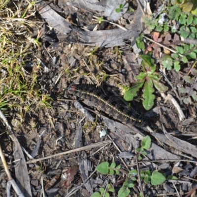 Apina callisto (Pasture Day Moth) at Gowrie, ACT - 23 Aug 2020 by BBDvoc