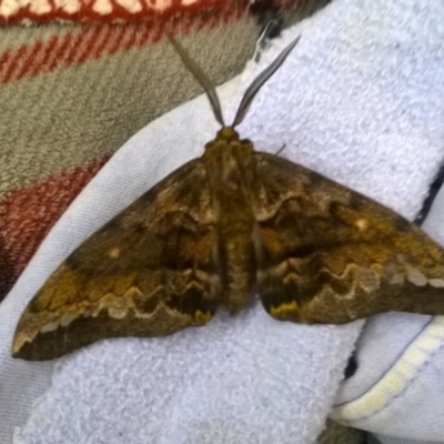 Chelepteryx collesi (White-stemmed Gum Moth) at Gowrie, ACT - 1 Jun 2019 by BBDvoc