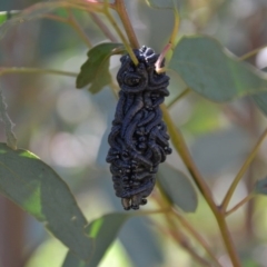 Perga sp. (genus) (Sawfly or Spitfire) at Gowrie, ACT - 27 Aug 2020 by BBDvoc