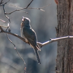 Cacomantis flabelliformis (Fan-tailed Cuckoo) at Booth, ACT - 26 Aug 2020 by SWishart