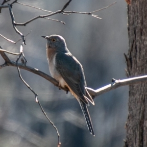 Cacomantis flabelliformis at Booth, ACT - 26 Aug 2020