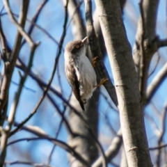 Daphoenositta chrysoptera (Varied Sittella) at Booth, ACT - 26 Aug 2020 by SWishart