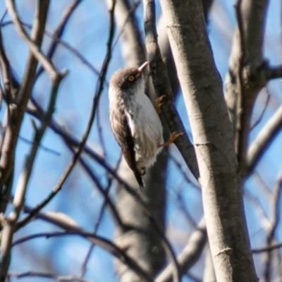 Daphoenositta chrysoptera (Varied Sittella) at Booth, ACT - 26 Aug 2020 by SWishart