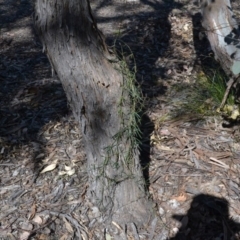 Glycine clandestina (Twining Glycine) at Gowrie, ACT - 24 Aug 2020 by BBDvoc