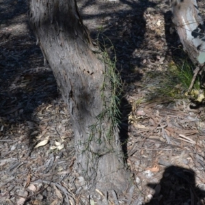 Glycine clandestina at Gowrie, ACT - 24 Aug 2020