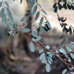 Indigofera australis subsp. australis (Australian Indigo) at Gowrie, ACT - 24 Aug 2020 by BBDvoc