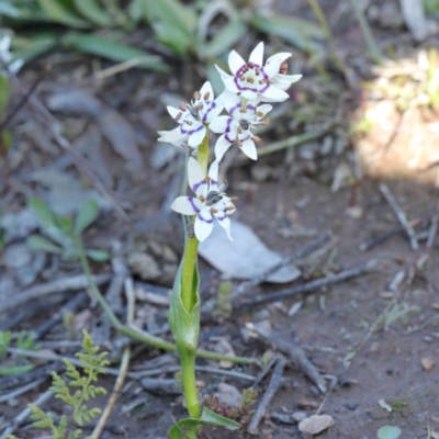 Wurmbea dioica subsp. dioica (Early Nancy) at Bruce, ACT - 27 Aug 2020 by ConBoekel