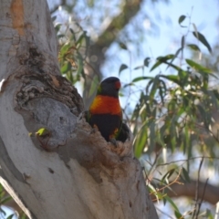 Trichoglossus moluccanus (Rainbow Lorikeet) at Fadden, ACT - 24 Aug 2020 by BBDvoc