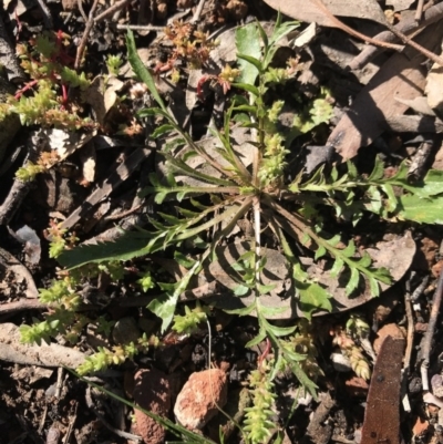 Lepidium sp. (A Peppercress) at Gossan Hill - 27 Aug 2020 by rainer