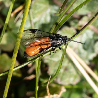 Lophyrotoma analis (Sawfly, Ironbark Sawfly) at The Pinnacle - 27 Aug 2020 by Roger