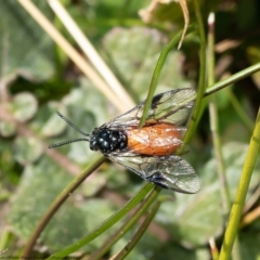 Lophyrotoma analis at Hawker, ACT - 27 Aug 2020