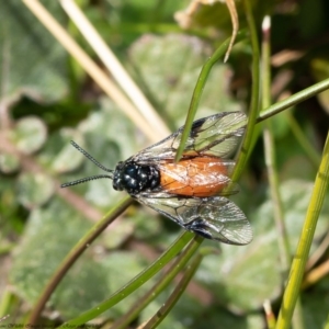 Lophyrotoma analis at Hawker, ACT - 27 Aug 2020