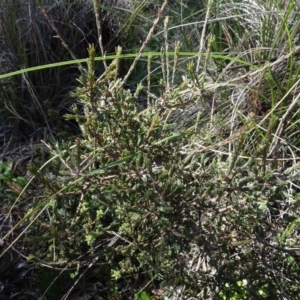 Dillwynia sp. at Carwoola, NSW - 26 Aug 2020