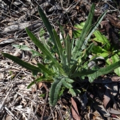 Senecio (genus) (A Fireweed) at Carwoola, NSW - 26 Aug 2020 by AndyRussell