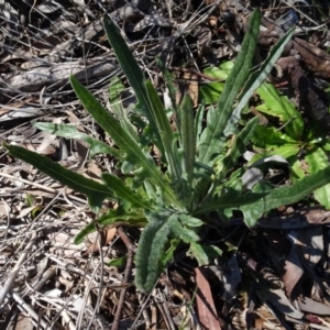 Senecio sp. at Carwoola, NSW - 26 Aug 2020 01:47 PM