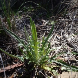 Luzula sp. at Carwoola, NSW - 26 Aug 2020