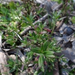 Gonocarpus tetragynus (Common Raspwort) at Carwoola, NSW - 26 Aug 2020 by AndyRussell