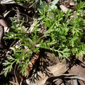 Cotula australis at Carwoola, NSW - 26 Aug 2020