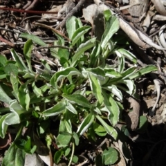 Gamochaeta impatiens (A cudweed) at Carwoola, NSW - 26 Aug 2020 by AndyRussell