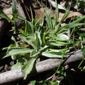 Gamochaeta sp. at Carwoola, NSW - 26 Aug 2020