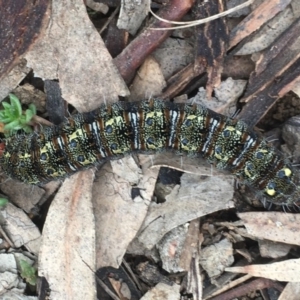 Apina callisto at Griffith, ACT - 23 Jul 2020 11:32 AM