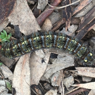 Apina callisto (Pasture Day Moth) at Griffith, ACT - 23 Jul 2020 by AlexKirk