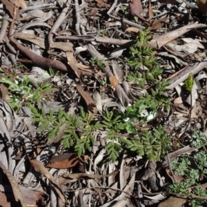 Cheilanthes austrotenuifolia at Carwoola, NSW - 26 Aug 2020 02:02 PM