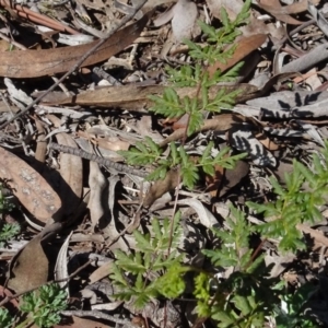 Cheilanthes austrotenuifolia at Carwoola, NSW - 26 Aug 2020 02:02 PM